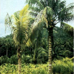 Stunted tree symptom coconut cadang-cadang