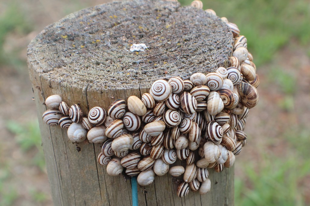 Cluster of vineyard snails on a wooden fence post.