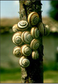 Cluster of vineyard snails.