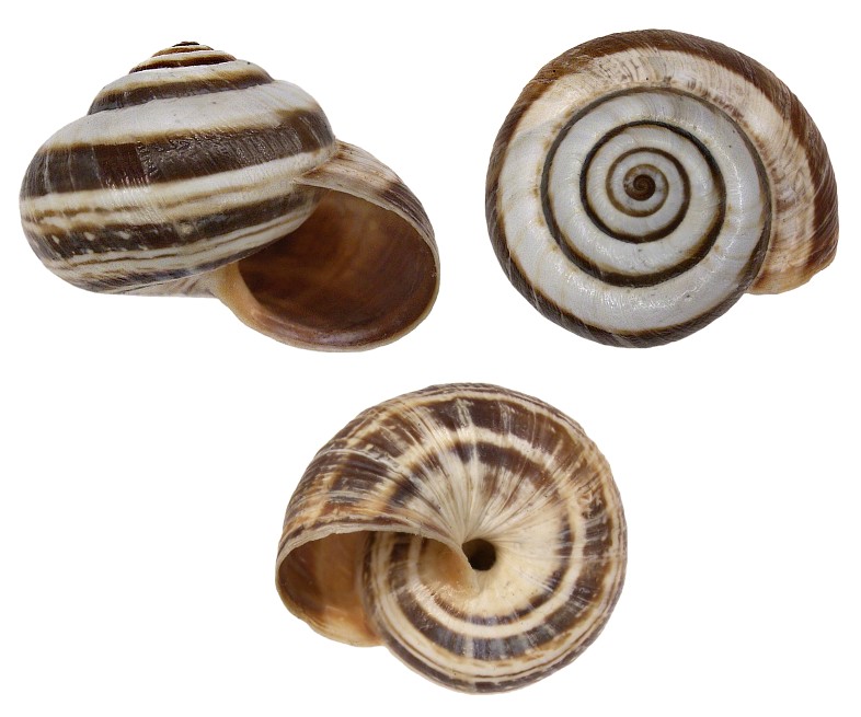 Cream colored vineyard snail shells with dark banding.