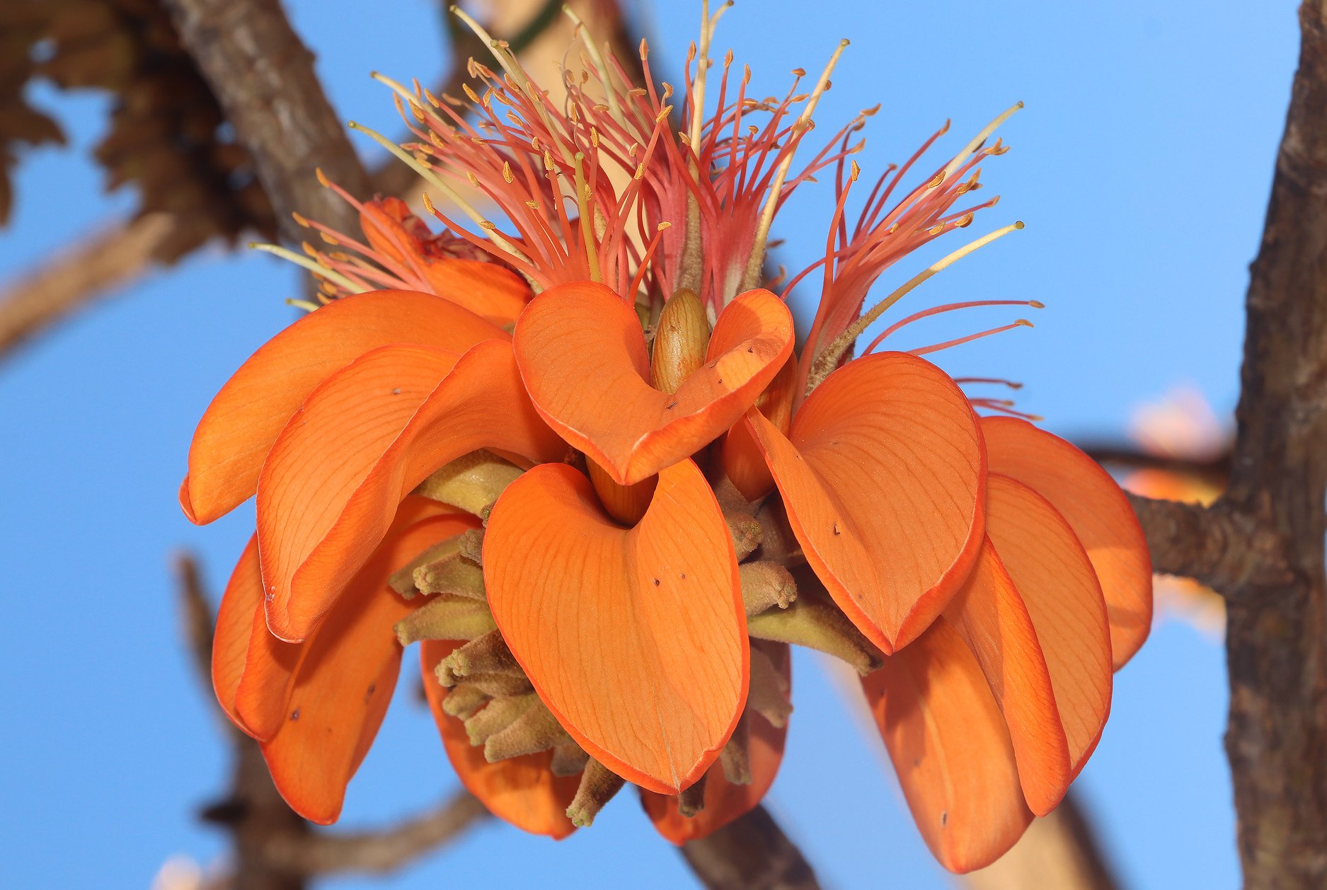 wiliwili (Erythrina sandwicensis) isa pono N-fixer