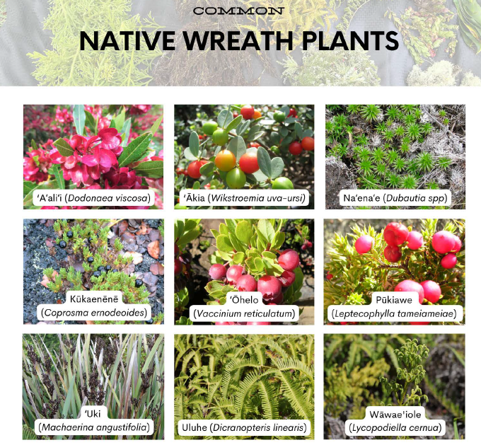 Grid of common wreath plants including red papery aalii, red and green berried akia, bright bursting naenae, black berried kukaenene, juicy berried ohelo, red berried pukiawe, striking bursting flowerheaded uki, forked uluhe, and branching wawaeiole.